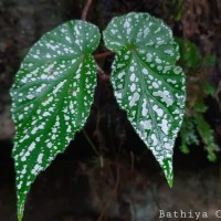 Begonia dipetala Graham